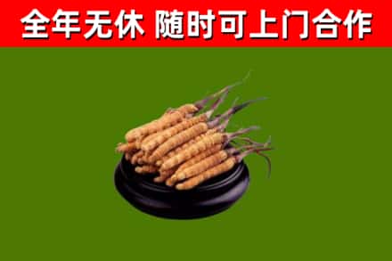 池州市烟酒回收冬虫夏草.jpg