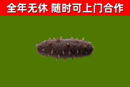 池州市烟酒回收干海参.jpg